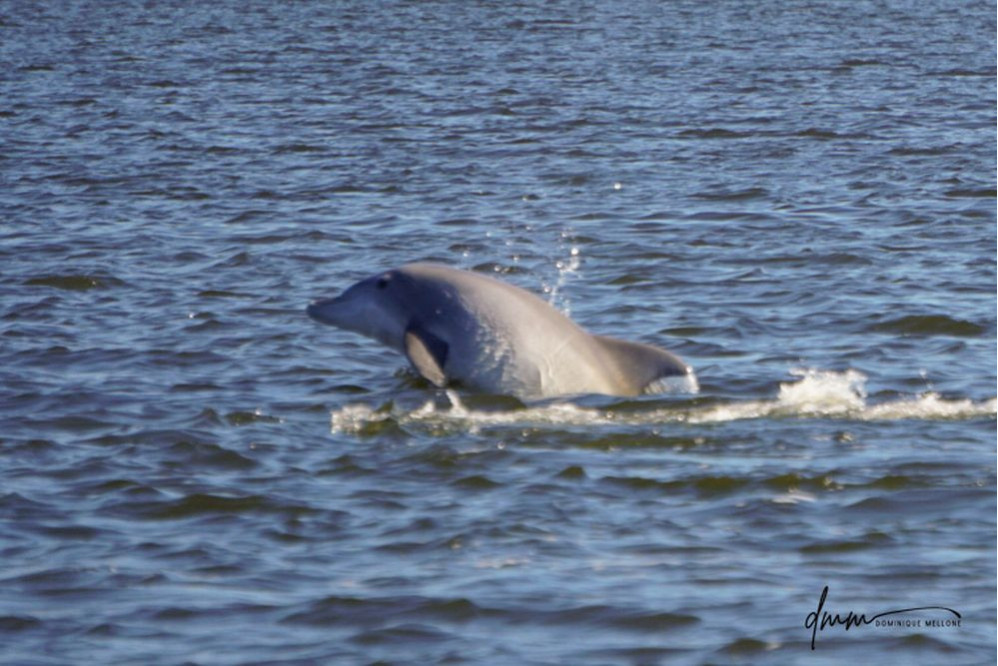 Bottlenose Dolphin- Half Breach 8