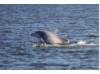 Bottlenose Dolphin- Half Breach 8