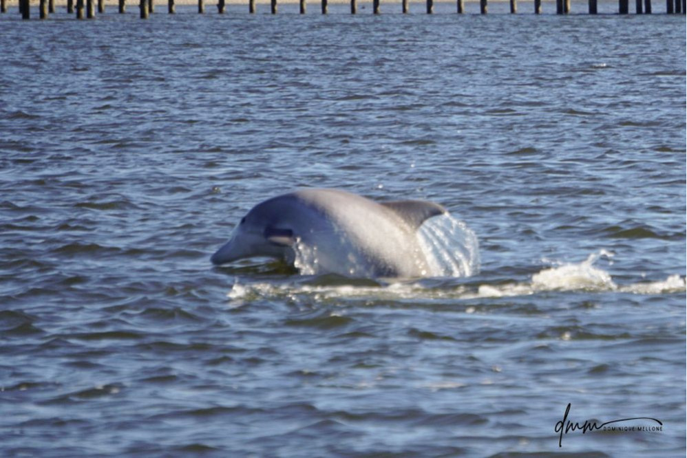 Bottlenose Dolphin- Half Breach 9
