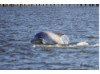 Bottlenose Dolphin- Half Breach 9