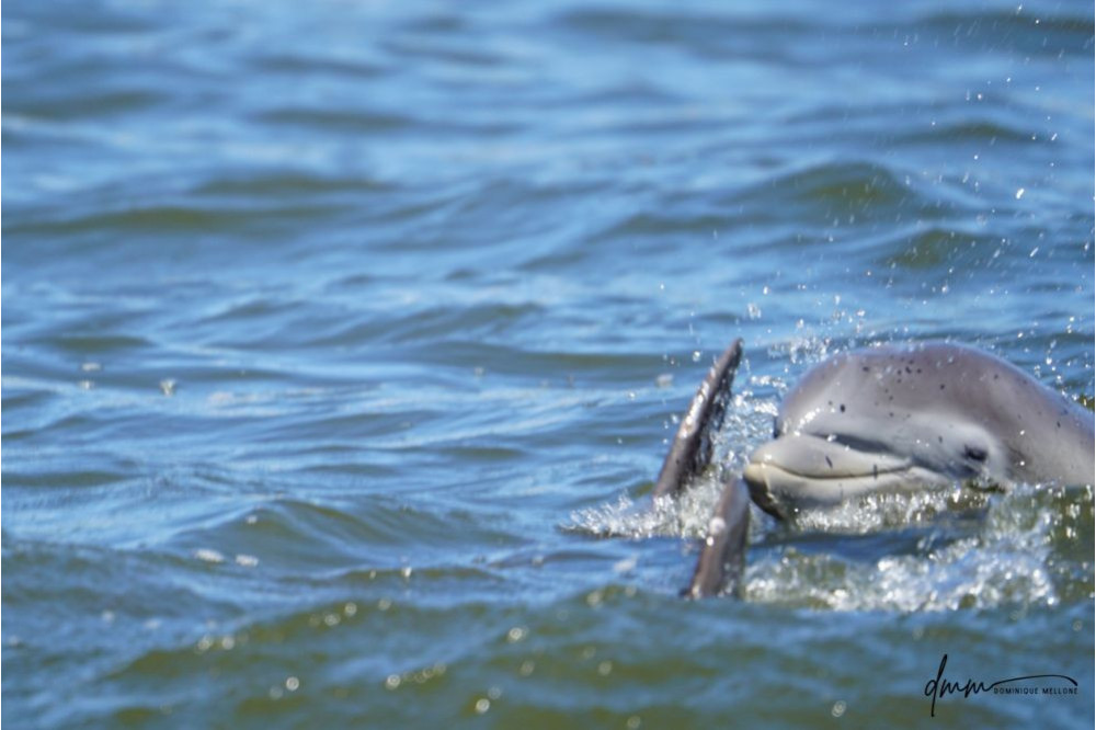 Bottlenose Dolphin- Head 1