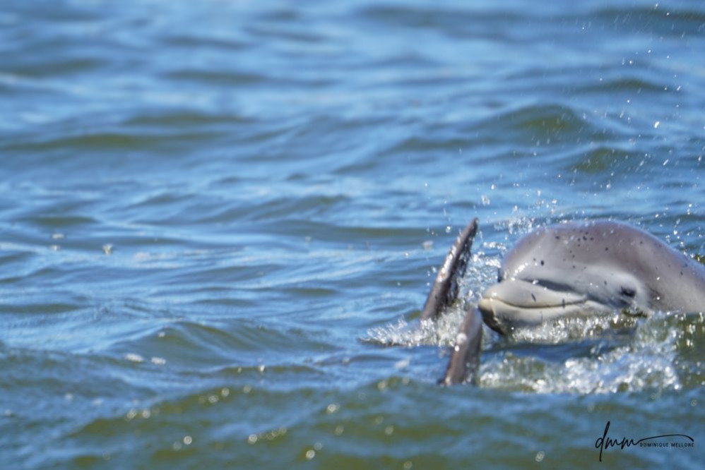 Bottlenose Dolphin- Head 1