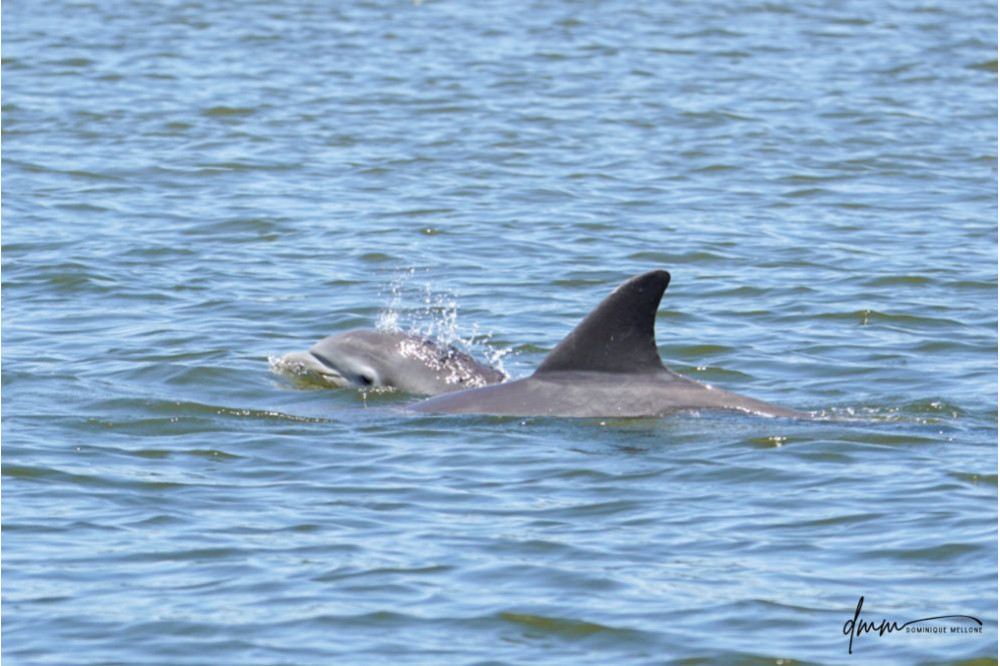 Bottlenose Dolphin- Head 10