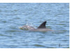 Bottlenose Dolphin- Head 10