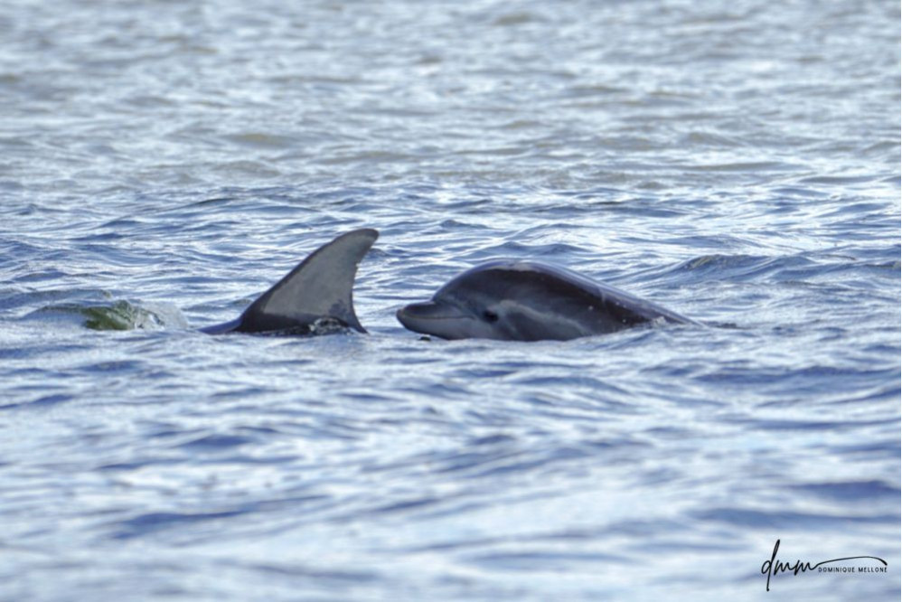 Bottlenose Dolphin- Head 11