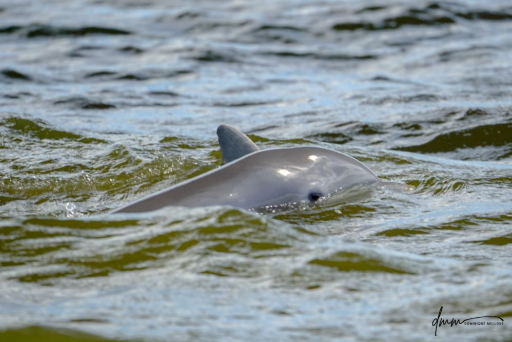 Bottlenose Dolphin- Head 12