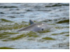 Bottlenose Dolphin- Head 12
