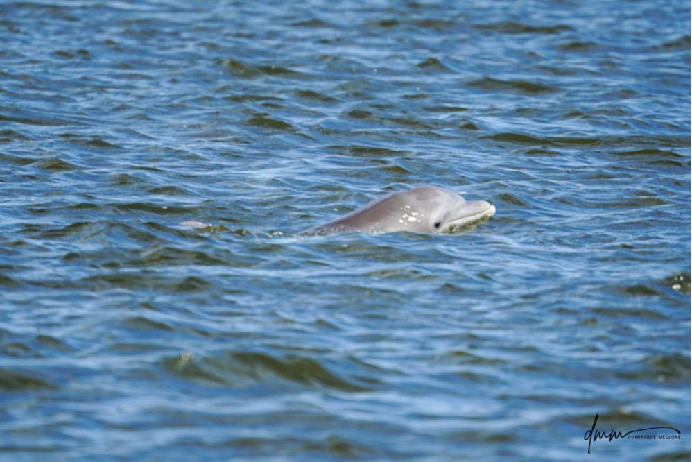 Bottlenose Dolphin- Head 13