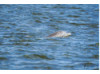 Bottlenose Dolphin- Head 13