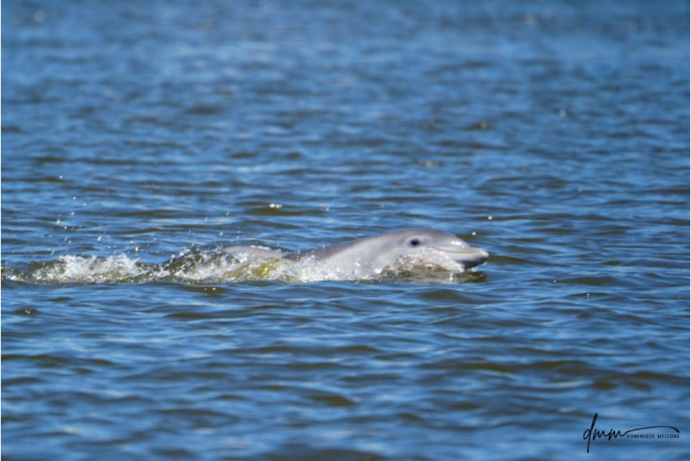 Bottlenose Dolphin- Head 14