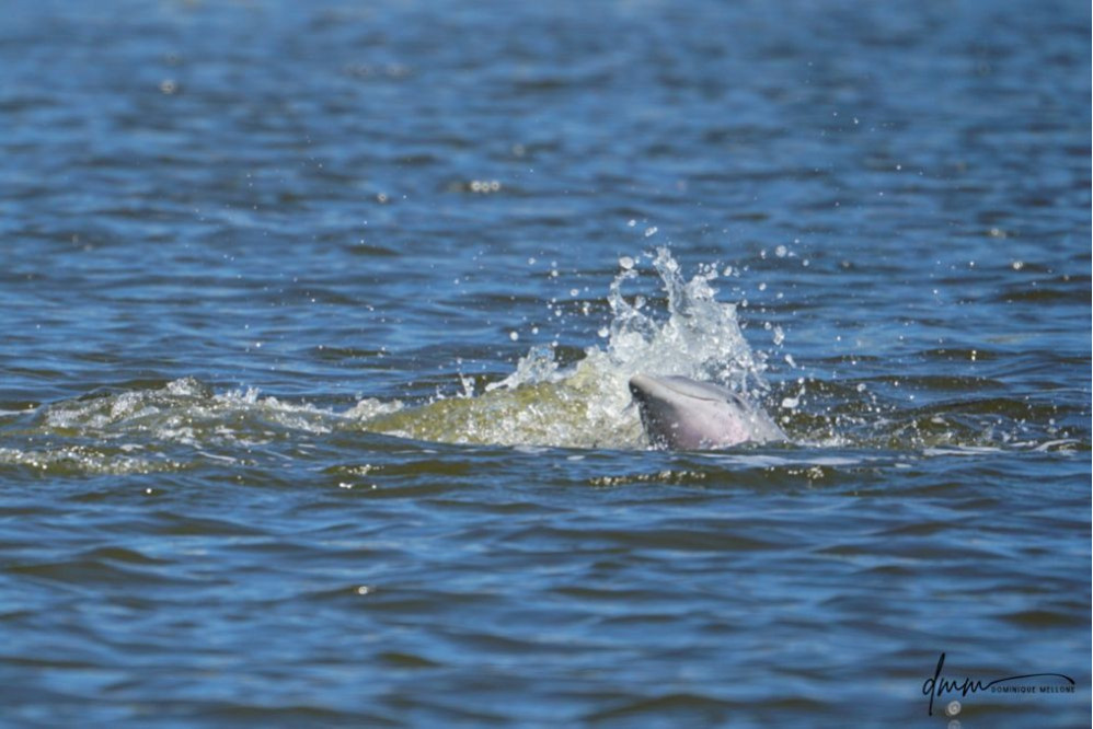 Bottlenose Dolphin- Head 15