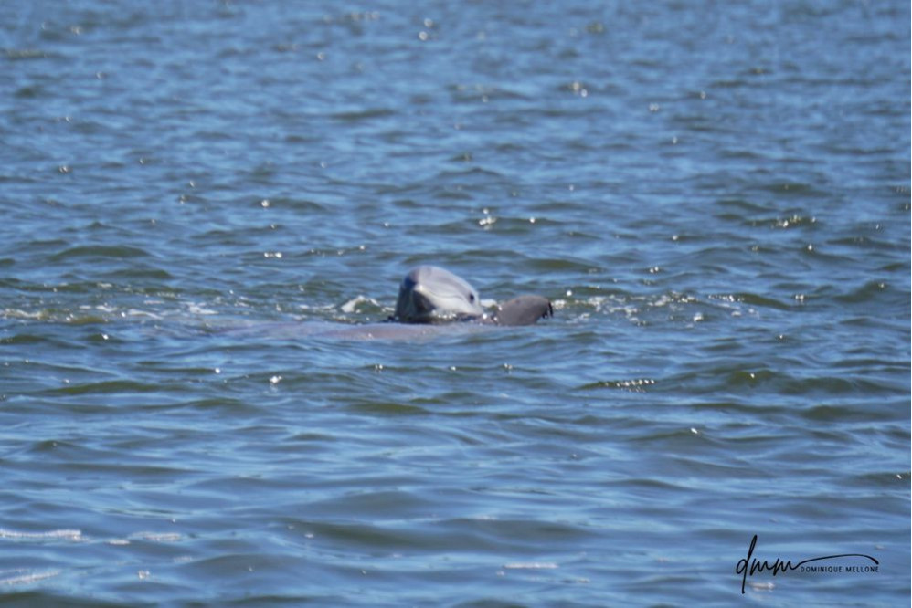Bottlenose Dolphin- Head 16