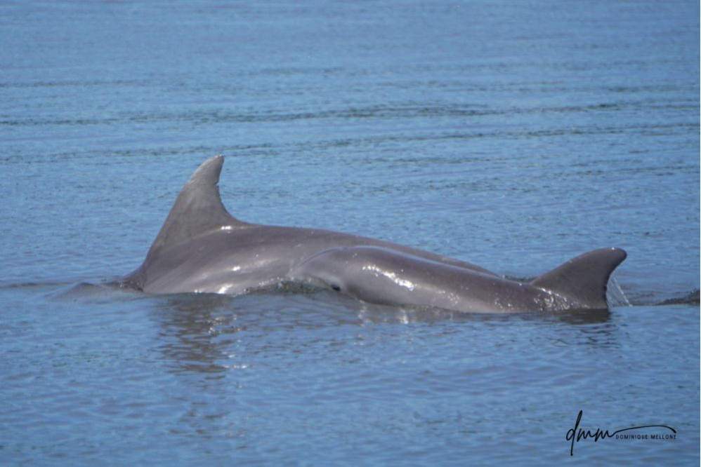 Bottlenose Dolphin- Head 17