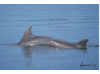 Bottlenose Dolphin- Head 17