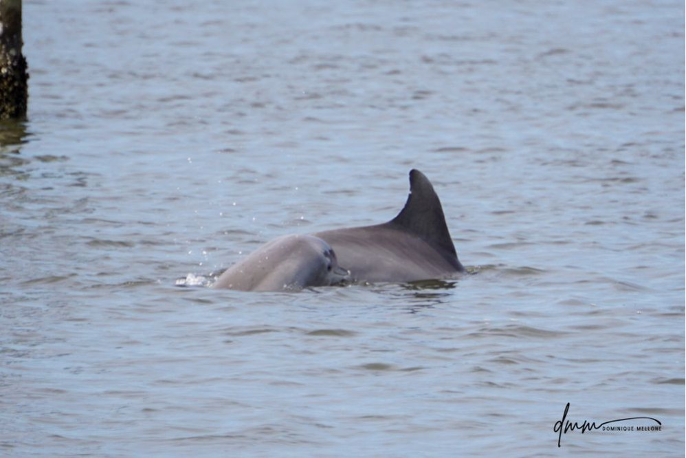 Bottlenose Dolphin- Head 18