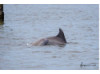Bottlenose Dolphin- Head 18
