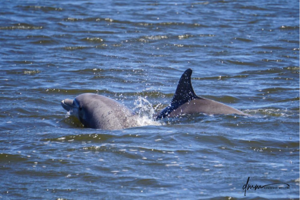 Bottlenose Dolphin- Head 19