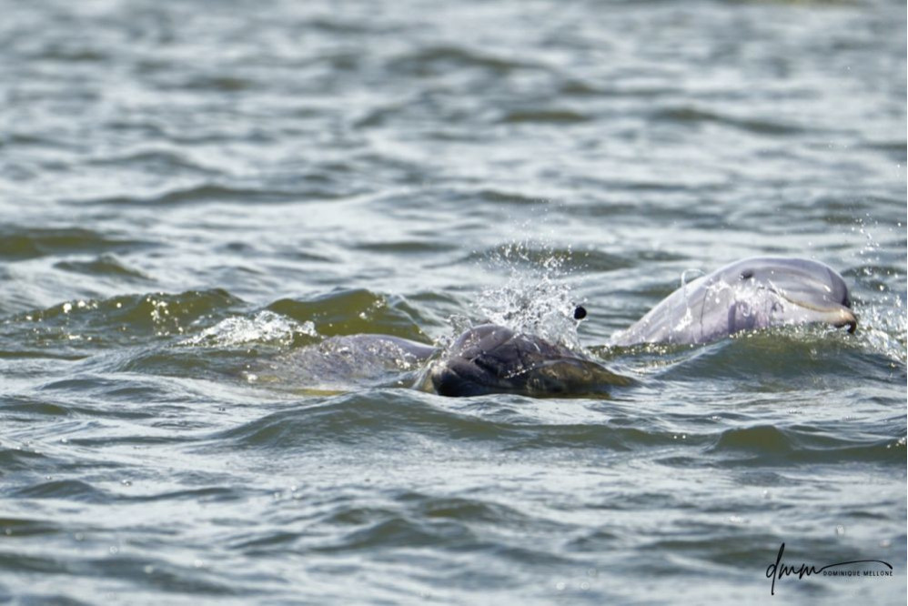 Bottlenose Dolphin- Head 2