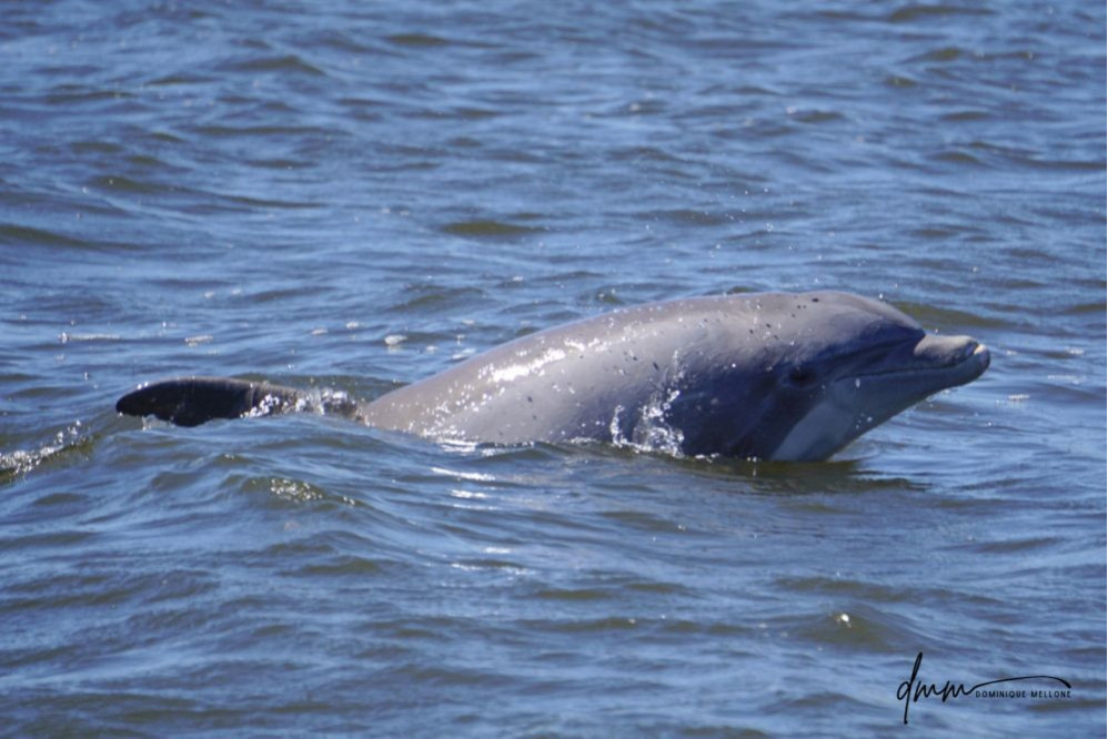 Bottlenose Dolphin- Head 20