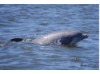 Bottlenose Dolphin- Head 20