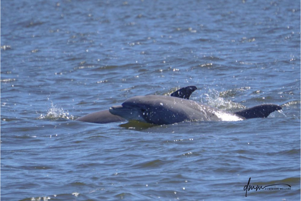 Bottlenose Dolphin- Head 21