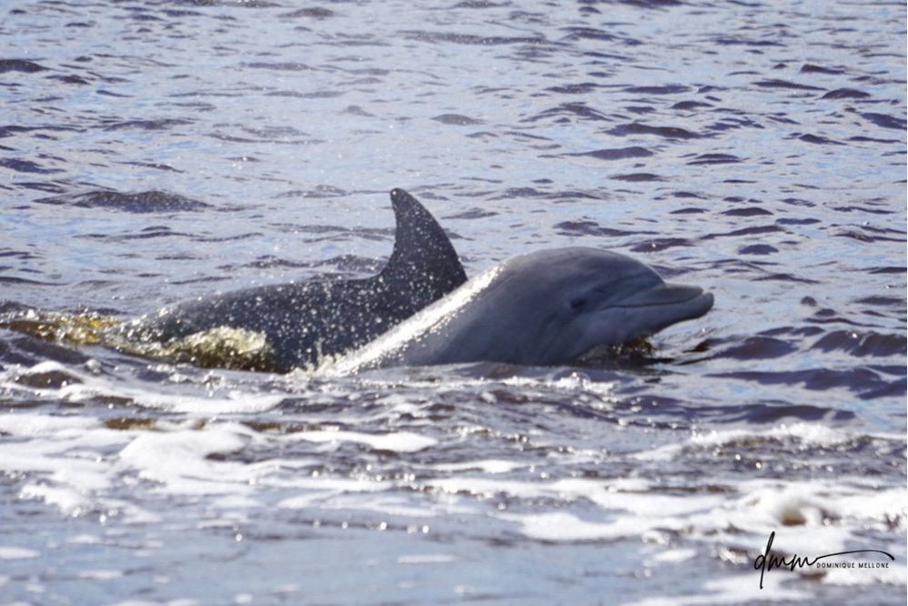 Bottlenose Dolphin- Head 22
