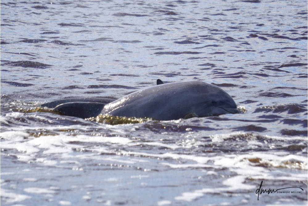 Bottlenose Dolphin- Head 23