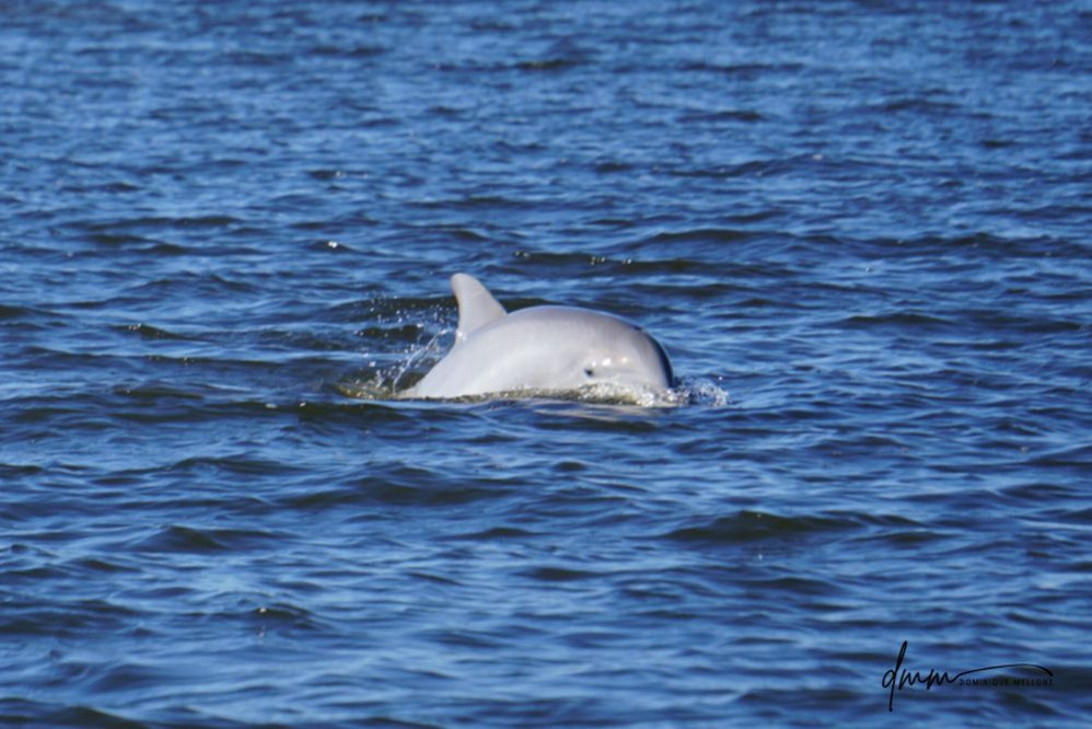 Bottlenose Dolphin- Head 24