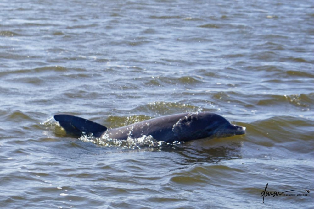 Bottlenose Dolphin- Head 25