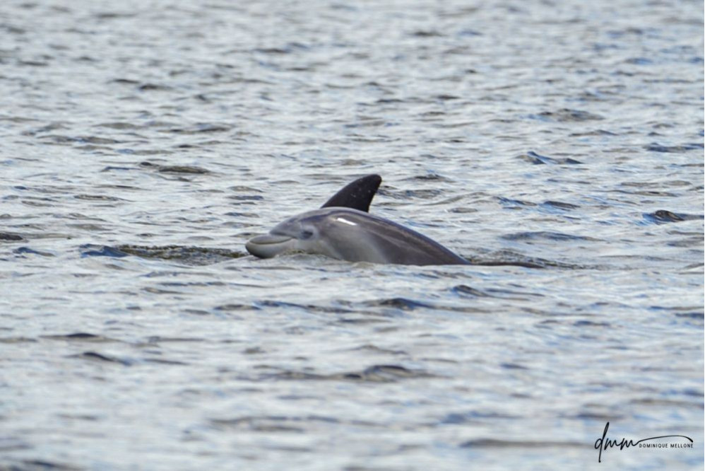 Bottlenose Dolphin- Head 26