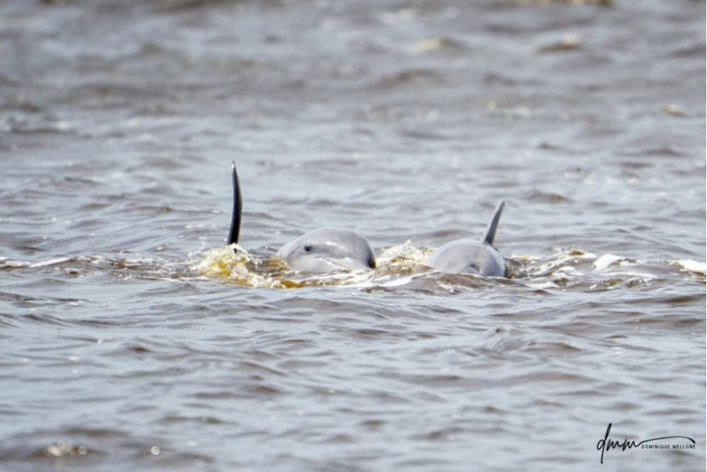 Bottlenose Dolphin- Head 27