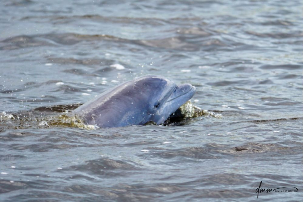 Bottlenose Dolphin- Head 28