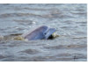 Bottlenose Dolphin- Head 28