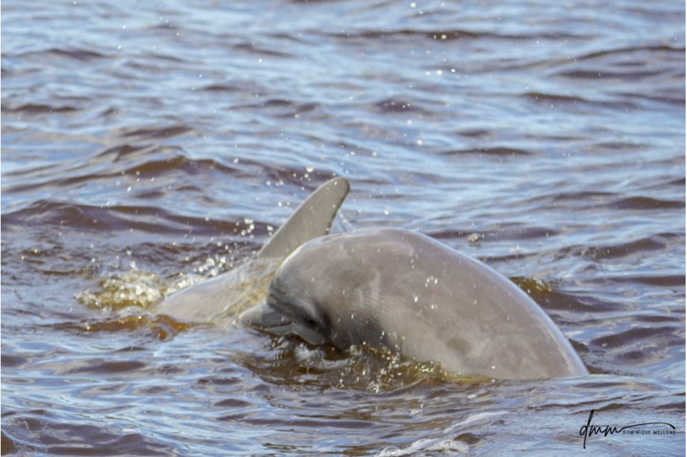 Bottlenose Dolphin- Head 29