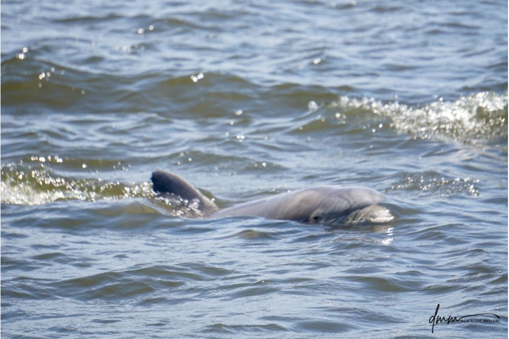 Bottlenose Dolphin- Head 31