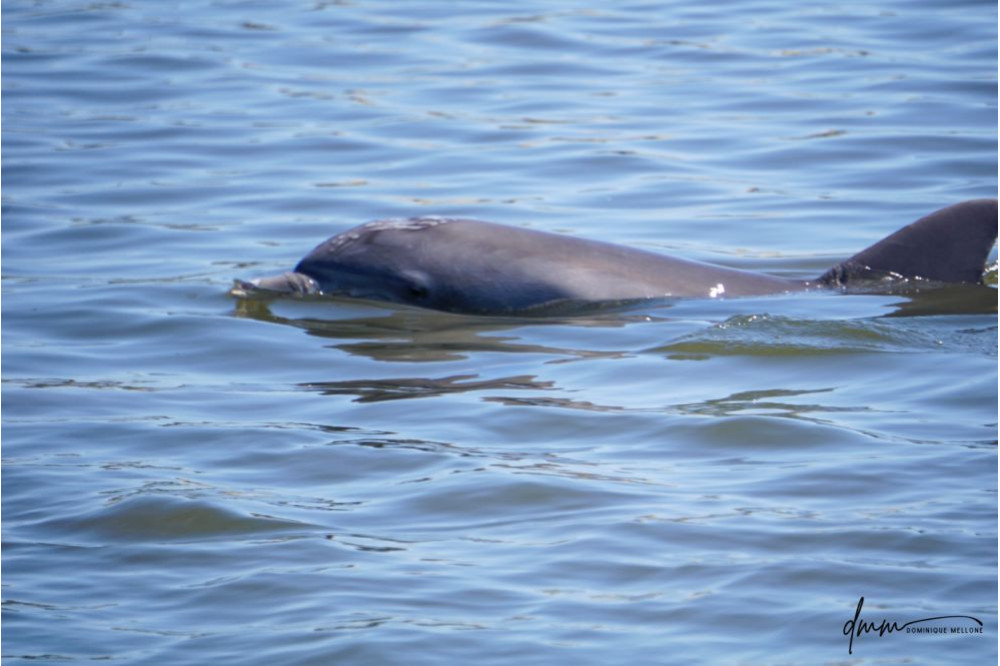Bottlenose Dolphin- Head 33