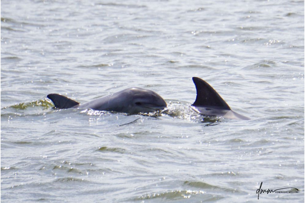 Bottlenose Dolphin- Head 36