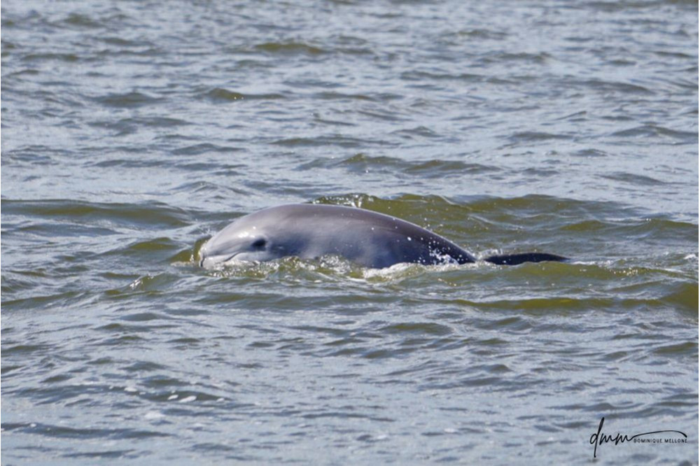 Bottlenose Dolphin- Head 37