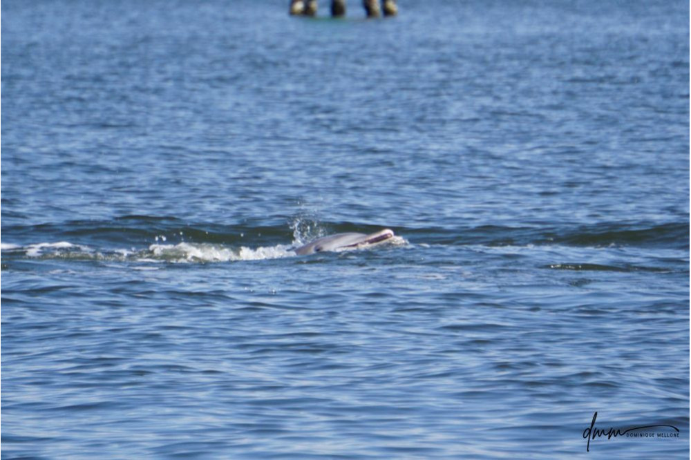Bottlenose Dolphin- Head 39