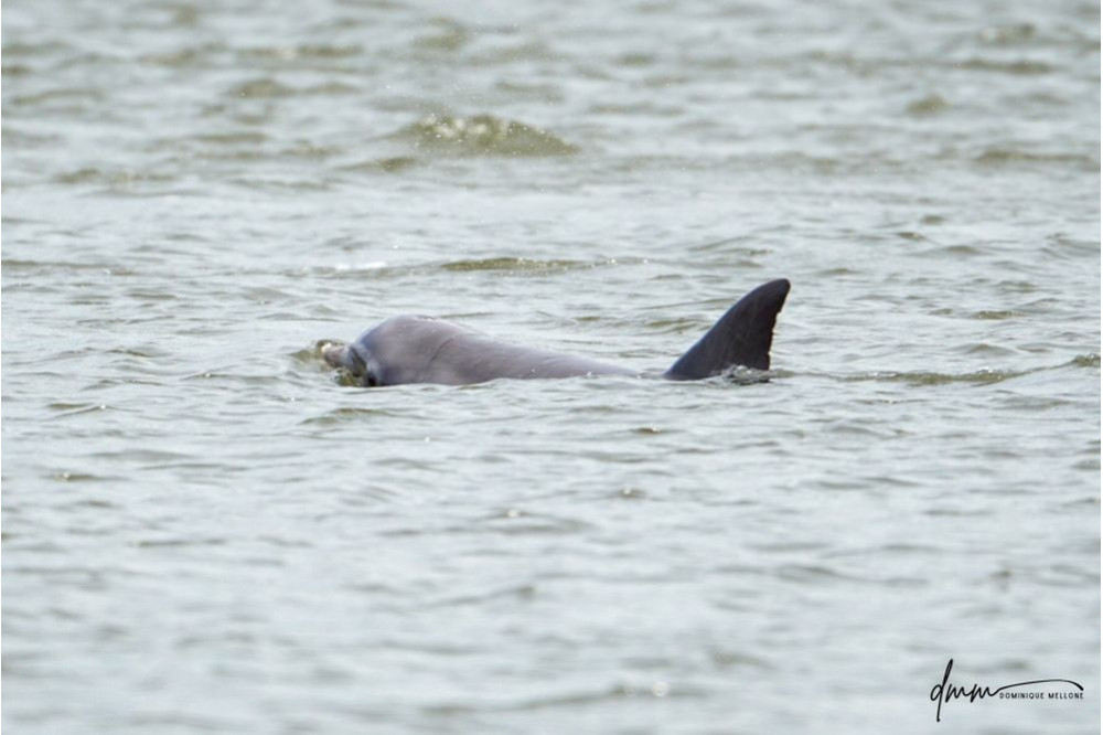 Bottlenose Dolphin- Head 4