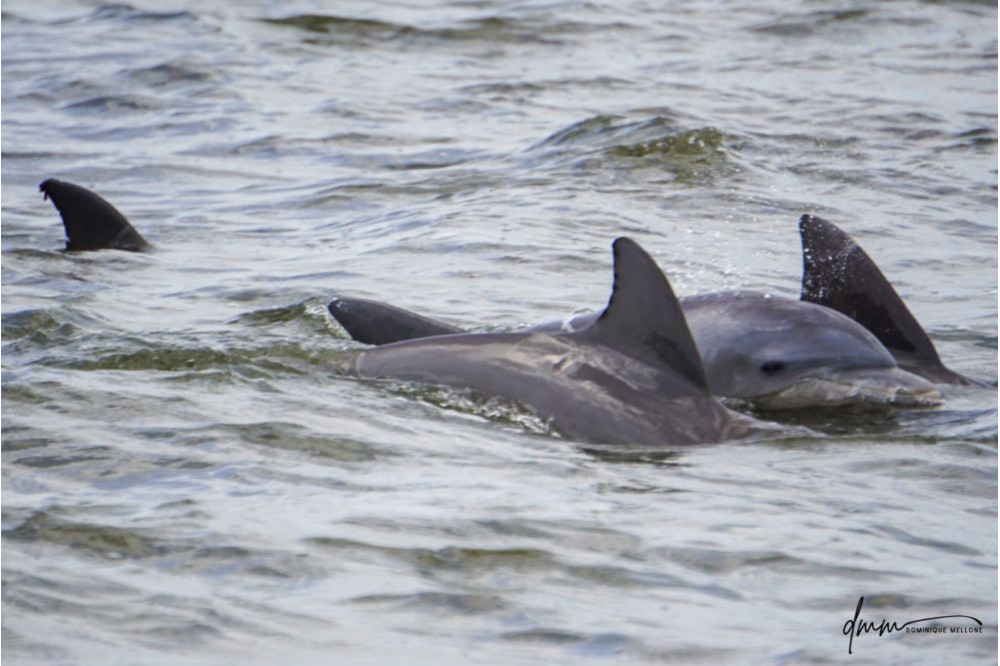 Bottlenose Dolphin- Head 5