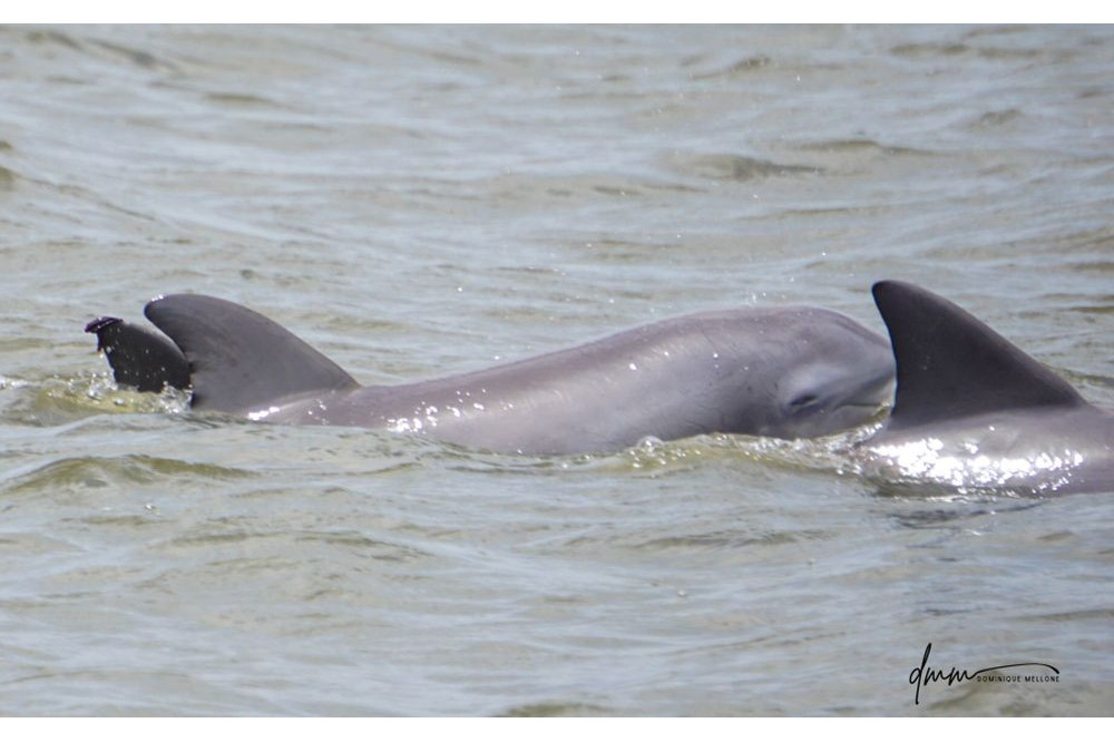 Bottlenose Dolphin- Head 6