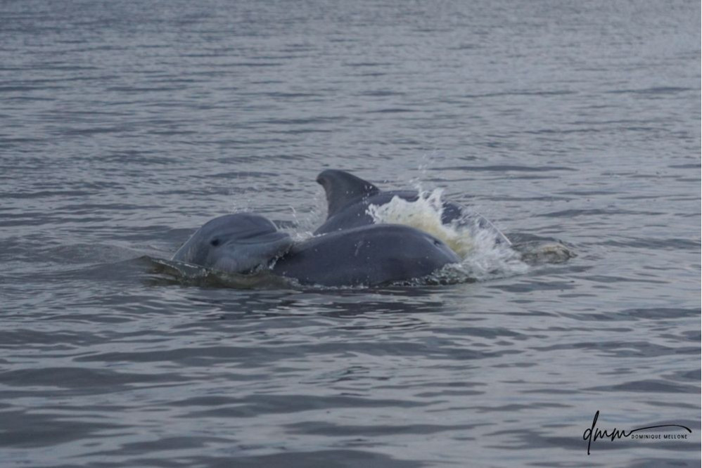 Bottlenose Dolphin- Head 7