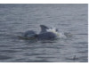 Bottlenose Dolphin- Head 7