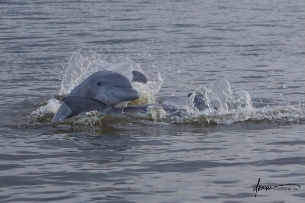Bottlenose Dolphin- Head 8