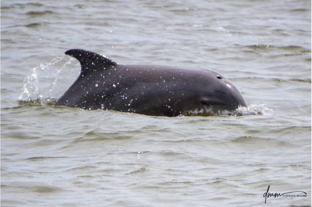 Bottlenose Dolphin- Head 9