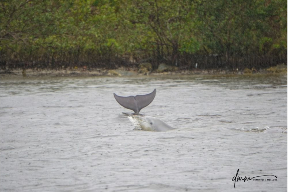 Bottlenose Dolphin- Head and Flukes 2