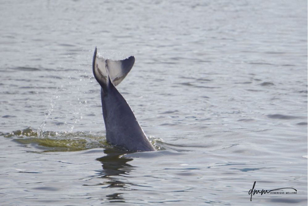 Bottlenose Dolphin- Headstand 1