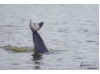 Bottlenose Dolphin- Headstand 1
