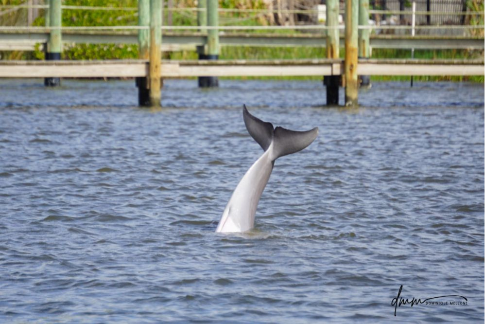 Bottlenose Dolphin- Headstand 2
